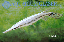 Lepisosteus oculatus Metallic L