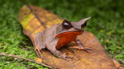 Megophrys nasuta