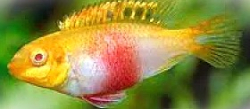 Pelvicachromis pulcher gold-albino