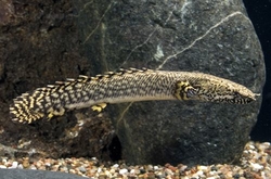 Polypterus ornatipinnis