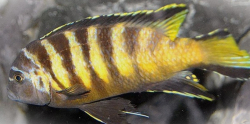 Pseudotropheus elongatus Chailoisi