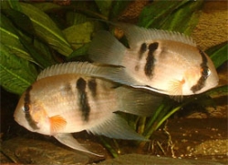 Aequidens maroni