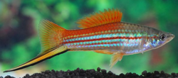 Xiphophorus helleri - Neon  