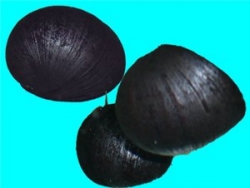 Neritina pulligera 