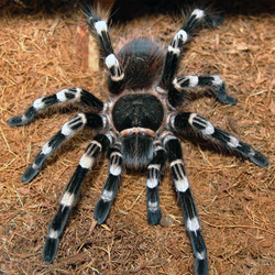 Acanthoscurria geniculata    c.b.