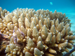 Acropora aasp.