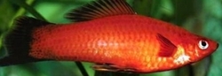 Xiphophorus helleri - Ada Blood Red  