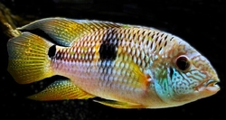 Aequidens diadema Rio Nanay Wild L