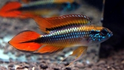 Apistogramma agassizi double red