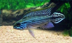 Apistogramma agasizzi Blue