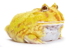 Ceratophrys cranwelli - albino