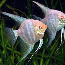 Pterophyllum scalare Pinoy Albino Diamond S
