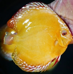 Symphysodon sp. Albino Solid Yellow/Orange(China grade AAA) XL