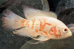 Astronotus ocelatus Super Red Tiger Albino M