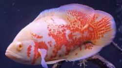 Astronotus ocelatus Super Red Tiger Albino L