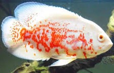 Astronotus ocellatus Albino Super Red Tiger