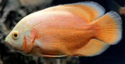 Astronotus ocellatus Red Albino  