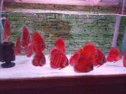 Symphysodon sp. Alenquer Super Red (China grade AAA) XL 
