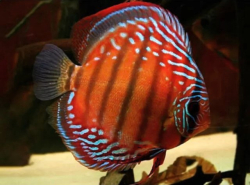 Symphysodon sp. Alenquer Super Red (China grade AAA) XL