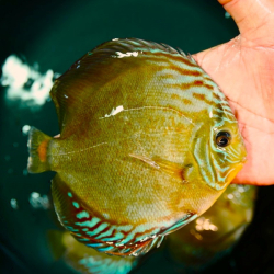 Symphysodon sp. Alenquer Yellow/Orange (China grade AAA) XL 