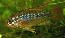 Apistogramma sp. algodon ii