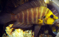 Altolamprologus compressiceps gold head kantalamba