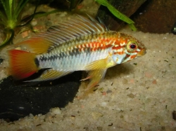 Apistogramma macmasteri red mask