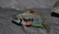 Amatitlania nigrofasciata Lac Xiloa F2 NEW Rare