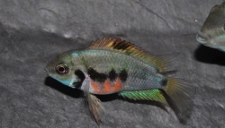 Amatitlania nigrofasciata Lac Xiloa F2 NEW Rare