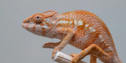 Furcifer pardalis ambilobe Female/Samice