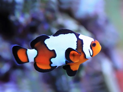 Amphiprion ocellaris - snow onyx    