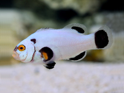 Amphiprion ocellaris Platinum Storm