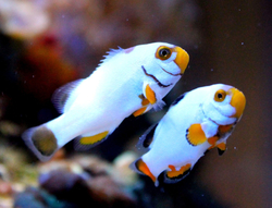 Amphiprion percula platinum