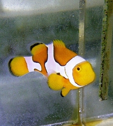 Amphiprion Picasso Percula Grade B