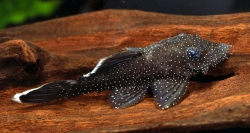 Ancistrus hoplogenys