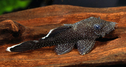 Ancistrus hoplogenys
