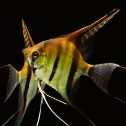 Pterophyllum scalare "Amapa Red back" XXL