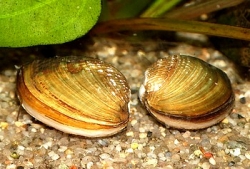 Anodonta spec.