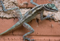 Anolis lucius