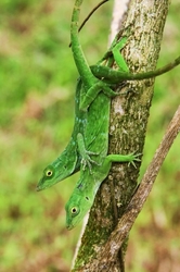 Anolis biporcatus 