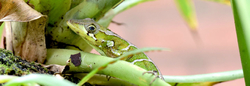 Anolis porcatus