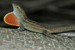 Anolis sagrei