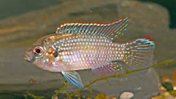 Anomalochromis thomasi 