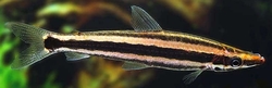 Anostomus ternetzi