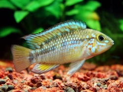 Apistogramma sp. algodon