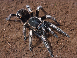 Aphonopelma seemanni