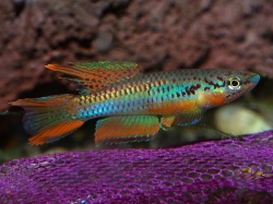 Aphyosemion bivittatum