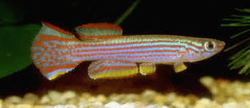 Aphyosemion striatum