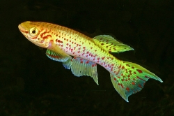 Aphyosemion gardneri gold