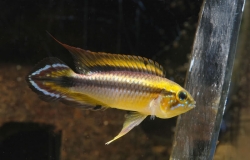 Apistogramma agassizii